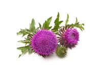 Liver Protection Silymarin Milk Thistle Extract Powder Anti Oxidant Iso Approved