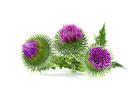 Water Soluble Silymarin Milk Thistle Powder Silymarin 40% Natural For Health Care
