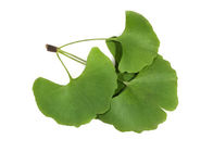 Natural Herbal Extract Ginkgo Biloba Leaf Extract Powder for Healthcare