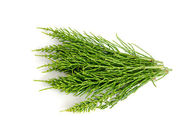 80 Mesh Relieving Cough Field Horsetail Extract
