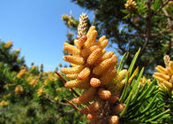 Improving Immunity Pine Pollen Herbal Extract Powder