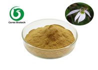Anticarcinogenic Herbal Lobelia Chinensis Extract Powder