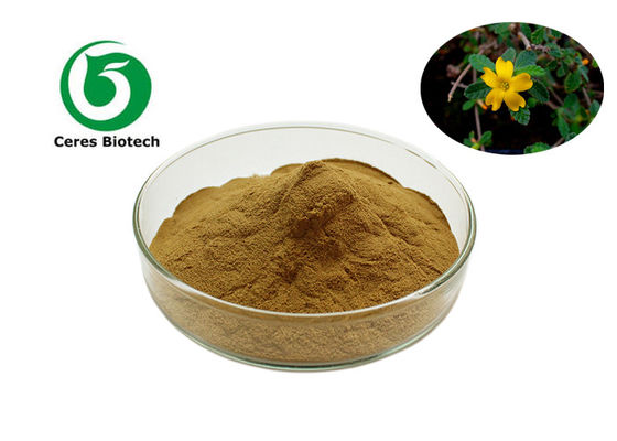 Pure Natural Damiana Herbal Extract Powder 10/1 50/1 100/1