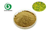 Pharmaceutical Grade 20/1 Brassica Rapa Extract Powder