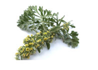 5/1 10/1 Mugwort Wormwood Artemisia Absinthium Extract Powder Food Grade