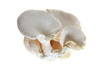 50% Organic Oyster Fungus Mushroom Herbal Extract Powder