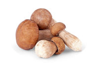 30% 50% Herbal Extract Powder Funghi Porcini Mushroom Extract Powder
