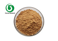 20:1 30:1 Herbal Extract Powder Butterbur Extract Powder
