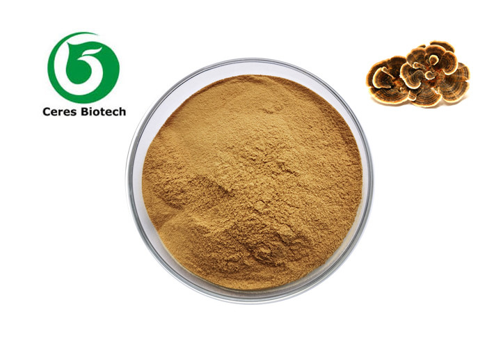 Herbal Turkey Tail Mushroom Extract Coriolus Versicolor Powder 30% Polysaccharide