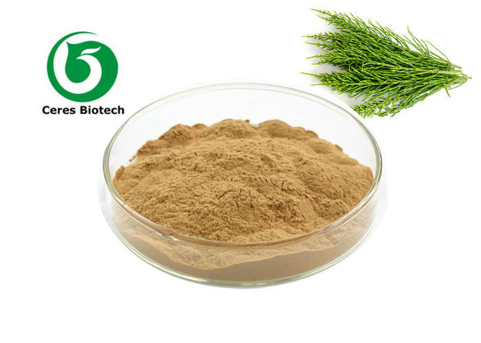 80 Mesh Relieving Cough Field Horsetail Extract