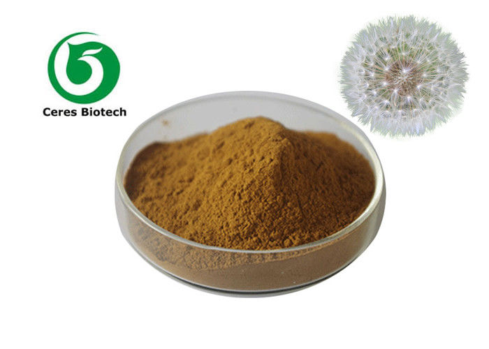Anti Microbial Natural Dandelion Root Extract Powder