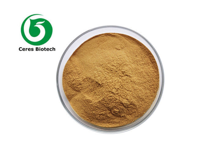 80% Natural Butchers Broom Ruscus Aculeatus Root Extract Powder In Skin Care